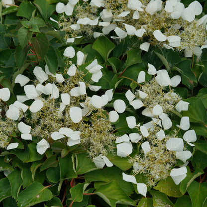 Flirty Girl® False Hydrangea Vine (Schizophragma) - Photo Courtesy of Proven Winners, Inc.