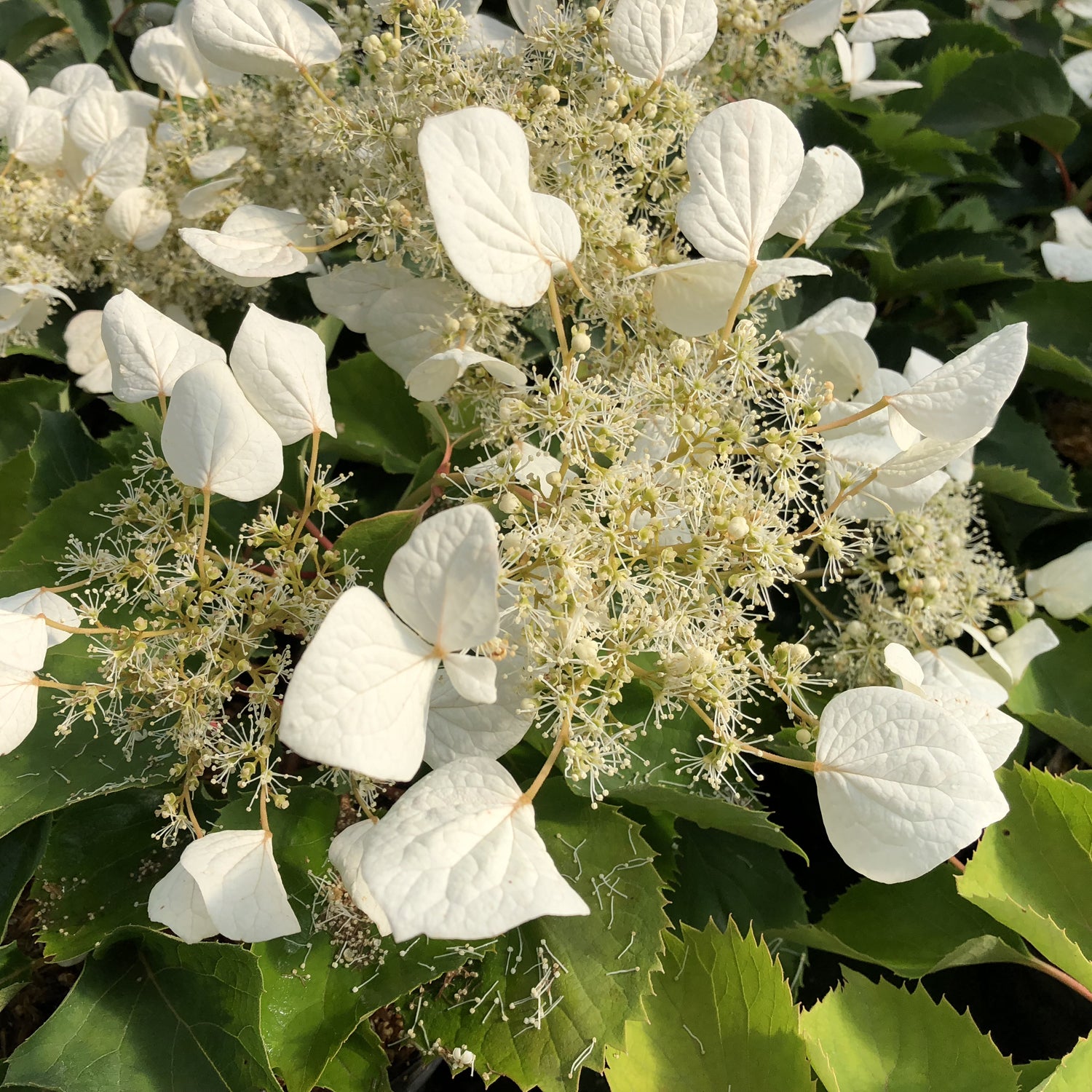 Flirty Girl® False Hydrangea Vine (Schizophragma) - Photo Courtesy of Proven Winners, Inc.