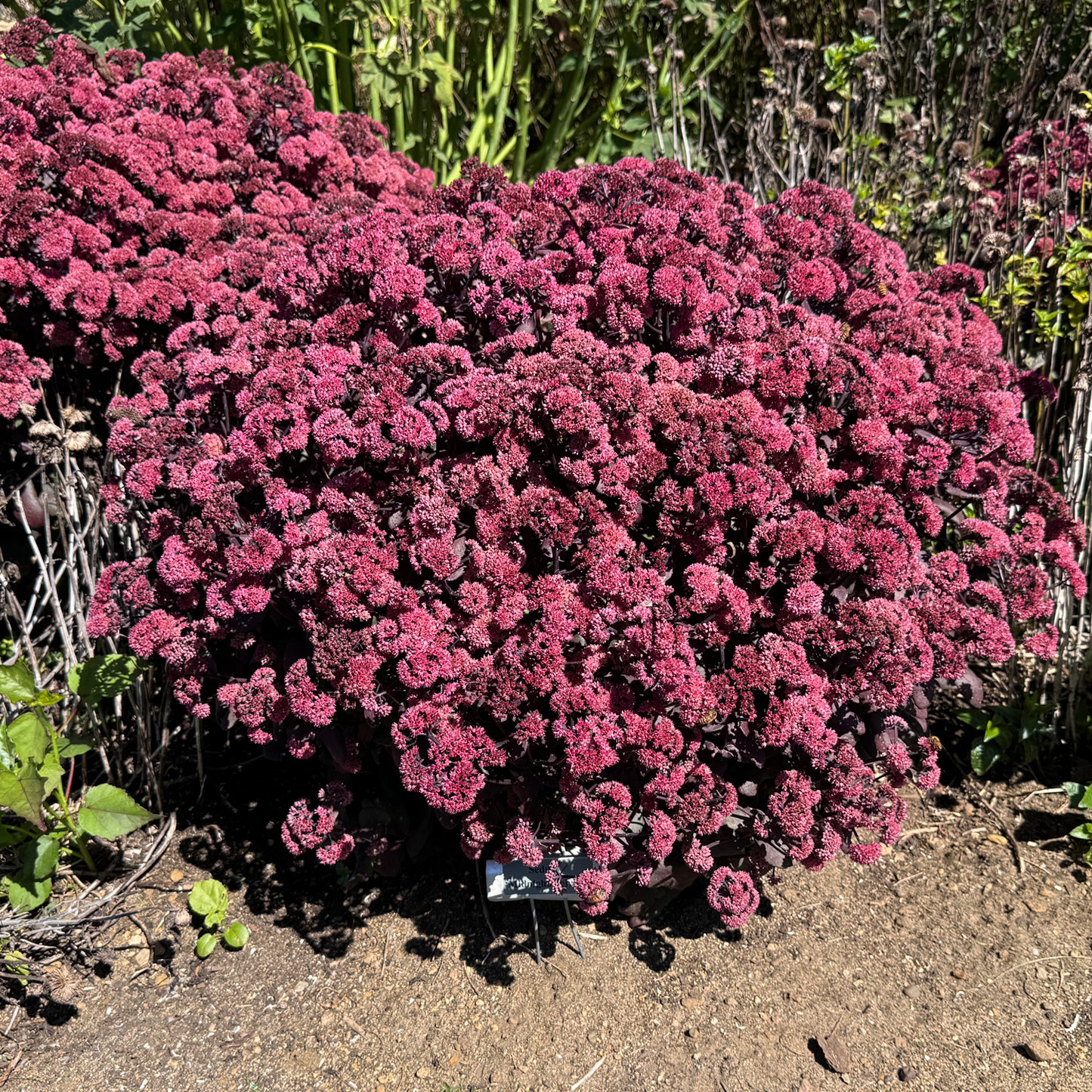 Rock 'N Grow® 'Midnight Velvet' Stonecrop (Sedum) - Photo Property of Garden Crossings LLC