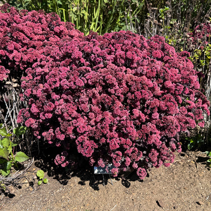 Rock 'N Grow® 'Midnight Velvet' Stonecrop (Sedum) - Photo Property of Garden Crossings LLC