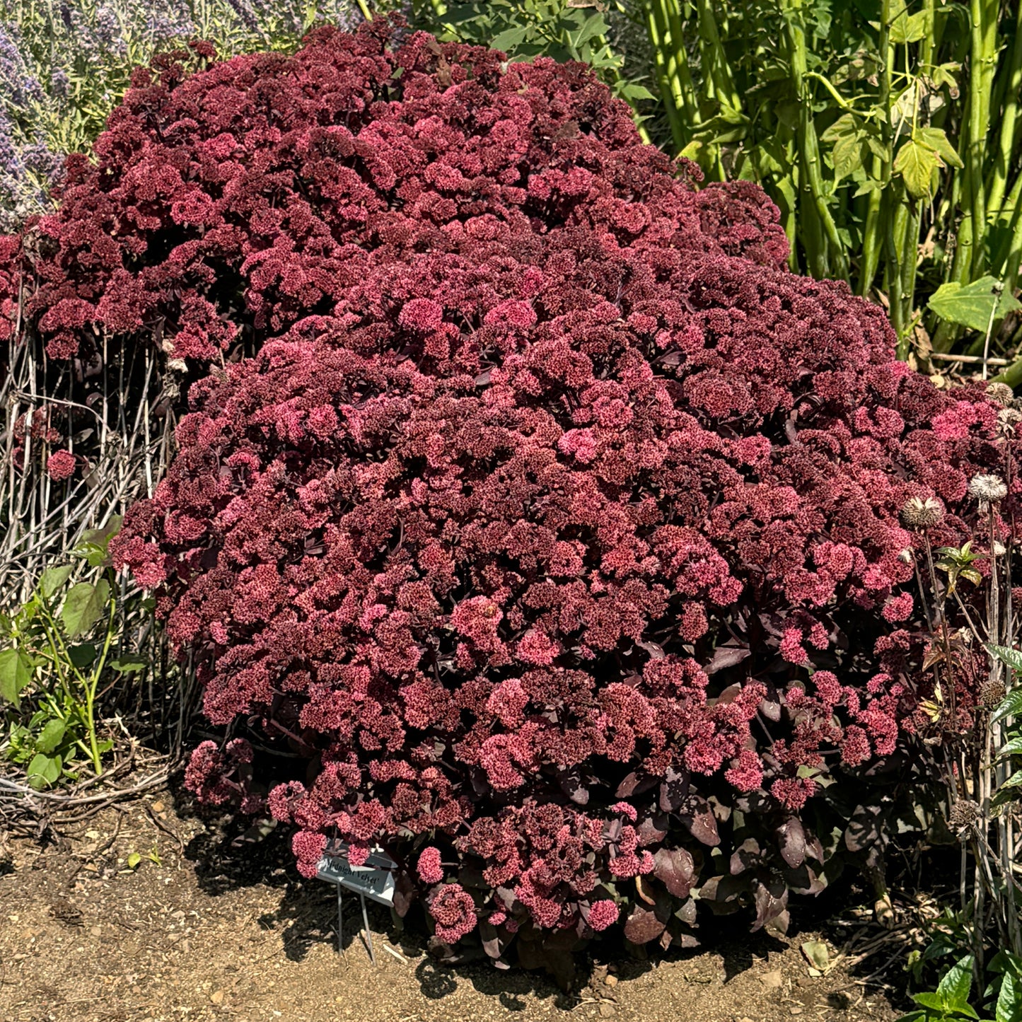 Rock 'N Grow® 'Midnight Velvet' Stonecrop (Sedum) - Photo Property of Garden Crossings LLC