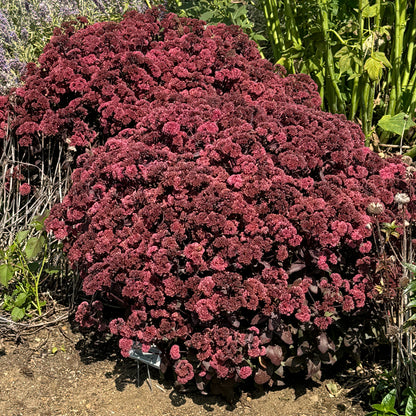Rock 'N Grow® 'Midnight Velvet' Stonecrop (Sedum) - Photo Property of Garden Crossings LLC