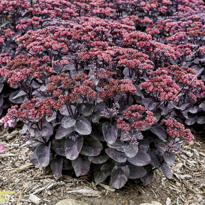 Rock 'N Grow® 'Midnight Velvet' Stonecrop (Sedum) - Photo Courtesy of Walters Gardens, Inc.