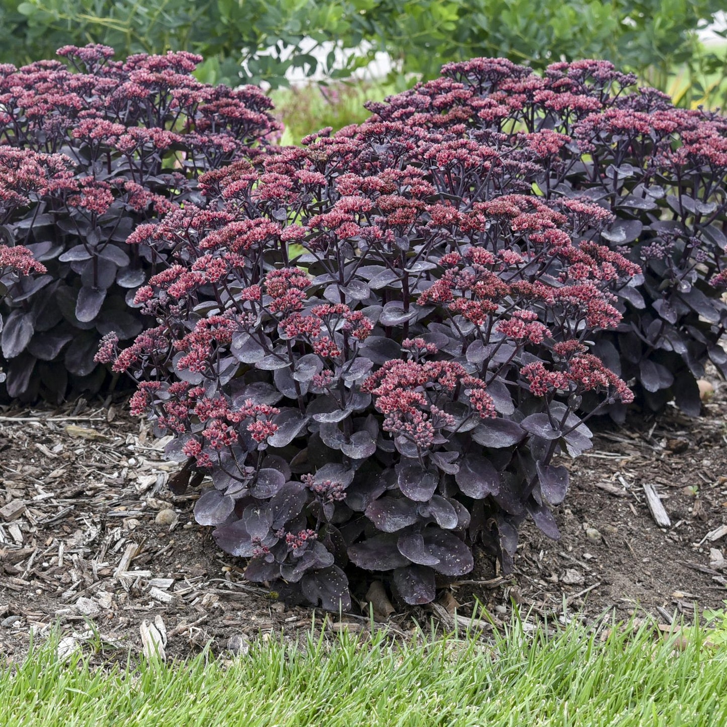 Rock 'N Grow® 'Midnight Velvet' Stonecrop (Sedum) - Photo Courtesy of Walters Gardens, Inc.