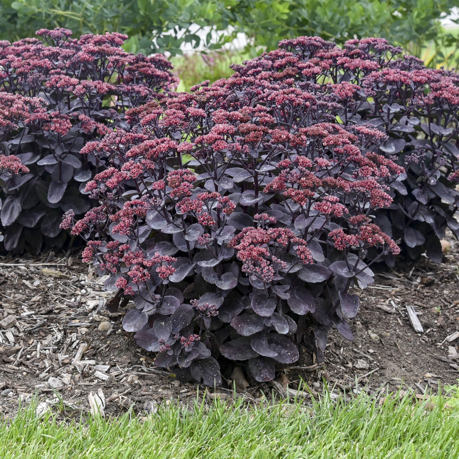 Rock 'N Grow® 'Midnight Velvet' Stonecrop (Sedum) - Photo Courtesy of Walters Gardens, Inc.