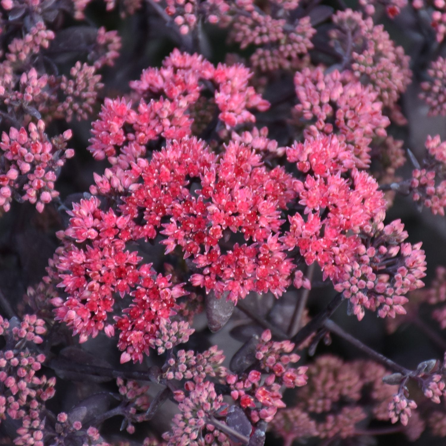 Rock 'N Grow® 'Midnight Velvet' Stonecrop (Sedum) - Photo Courtesy of Walters Gardens, Inc.