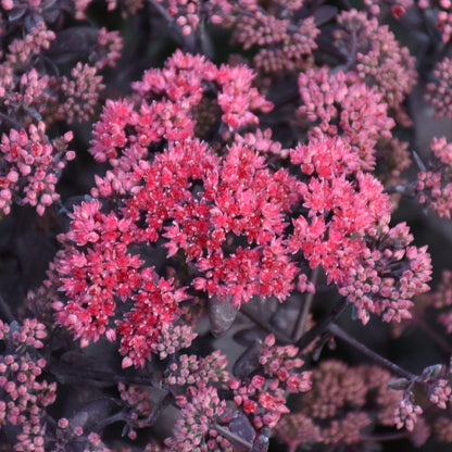 Rock 'N Grow® 'Midnight Velvet' Stonecrop (Sedum) - Photo Courtesy of Walters Gardens, Inc.