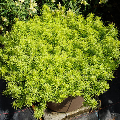 The 'Prima Angelina' Stonecrop (Sedum) features bright green, needle-like foliage and forms a dense, bushy mound outdoors, adding vibrant color and texture alongside other garden greenery - Photo Courtesy of Ball Horticulture, Inc. Decorative pot not included.