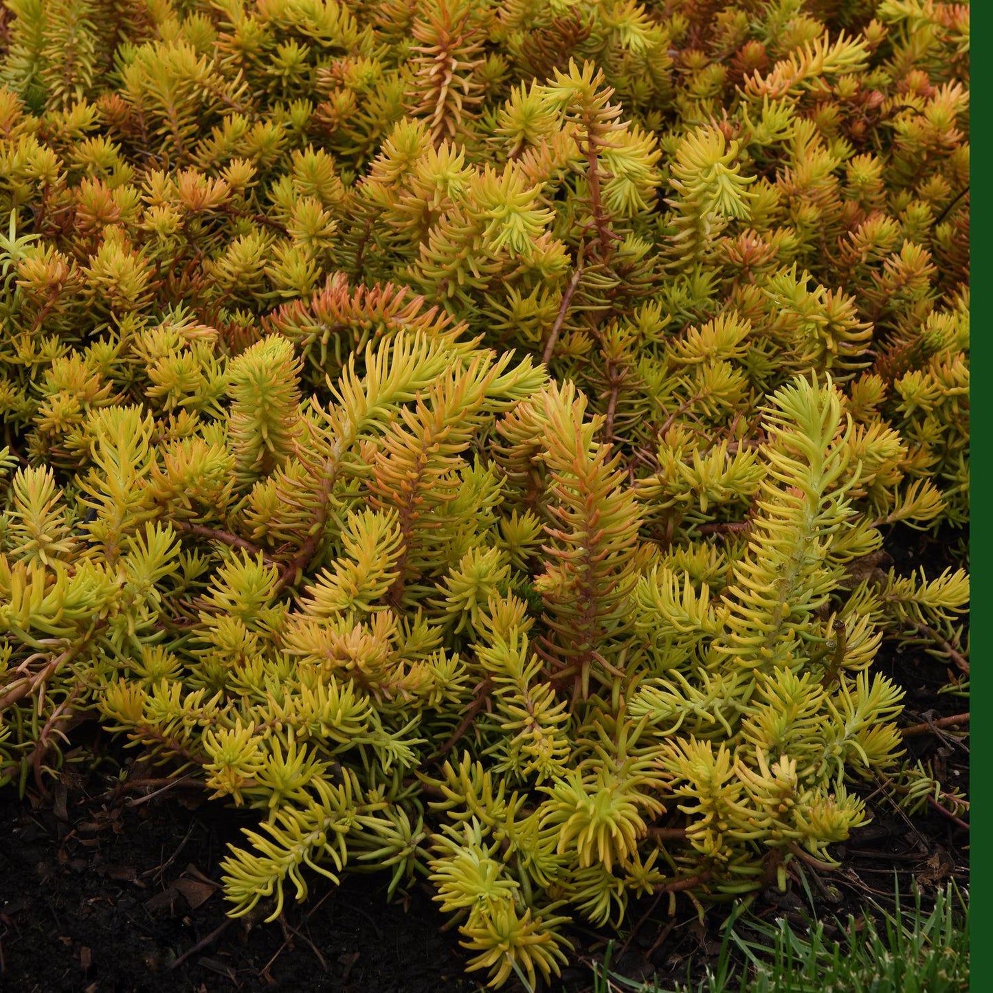 A dense cluster of yellow-green, needle-like 'Prima Angelina' Stonecrop (Sedum) grows low to the ground, featuring reddish stem tips and dark soil visible at the base - Photo Courtesy of Ball Horticulture, Inc.