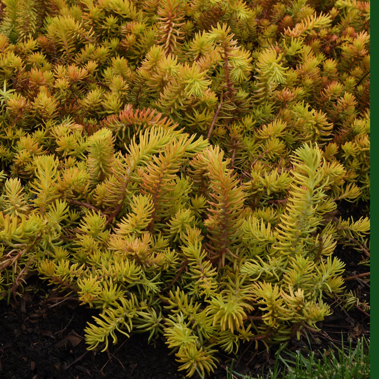 A dense cluster of yellow-green, needle-like 'Prima Angelina' Stonecrop (Sedum) grows low to the ground, featuring reddish stem tips and dark soil visible at the base - Photo Courtesy of Ball Horticulture, Inc.
