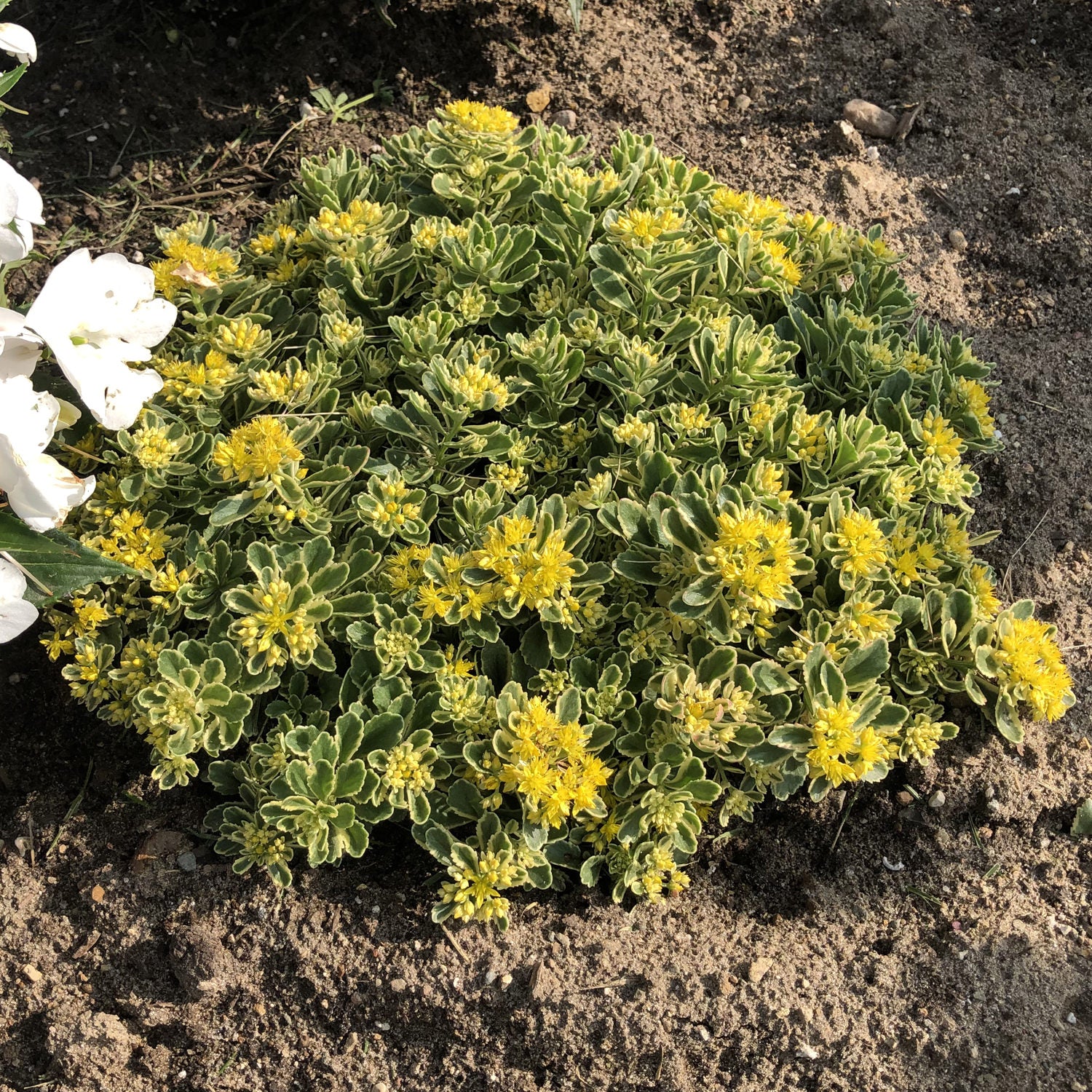 Rock 'N Low® 'Boogie Woogie' Stonecrop (Sedum) - Photo Property of Garden Crossings LLC