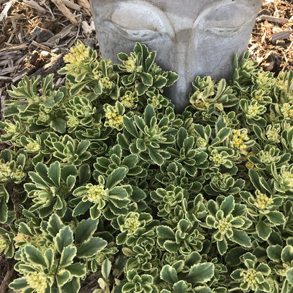 Rock 'N Low® 'Boogie Woogie' Stonecrop (Sedum) - Photo Courtesy of Walters Gardens, Inc.