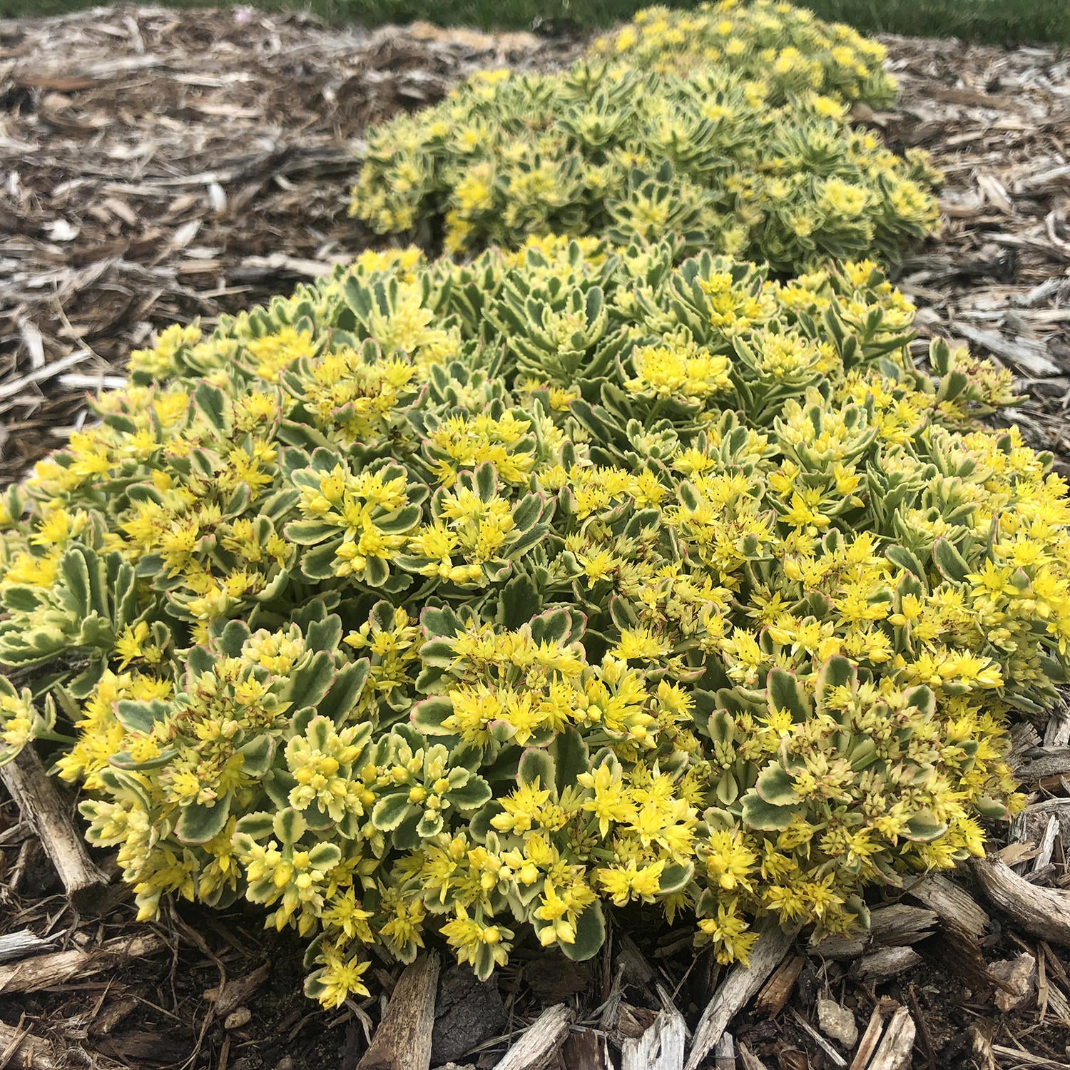 Rock 'N Low® 'Boogie Woogie' Stonecrop (Sedum) - Photo Courtesy of Walters Gardens, Inc.