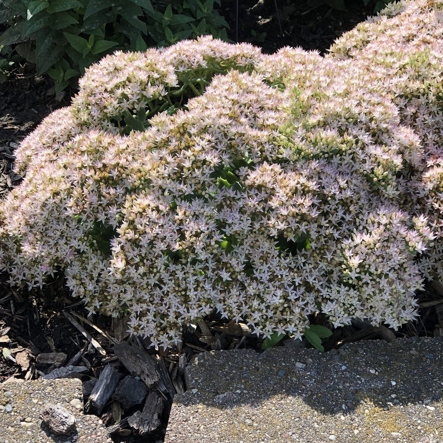 Rock 'N Round® 'Bundle of Joy' Stonecrop (Sedum) - Photo Property of Garden Crossings LLC