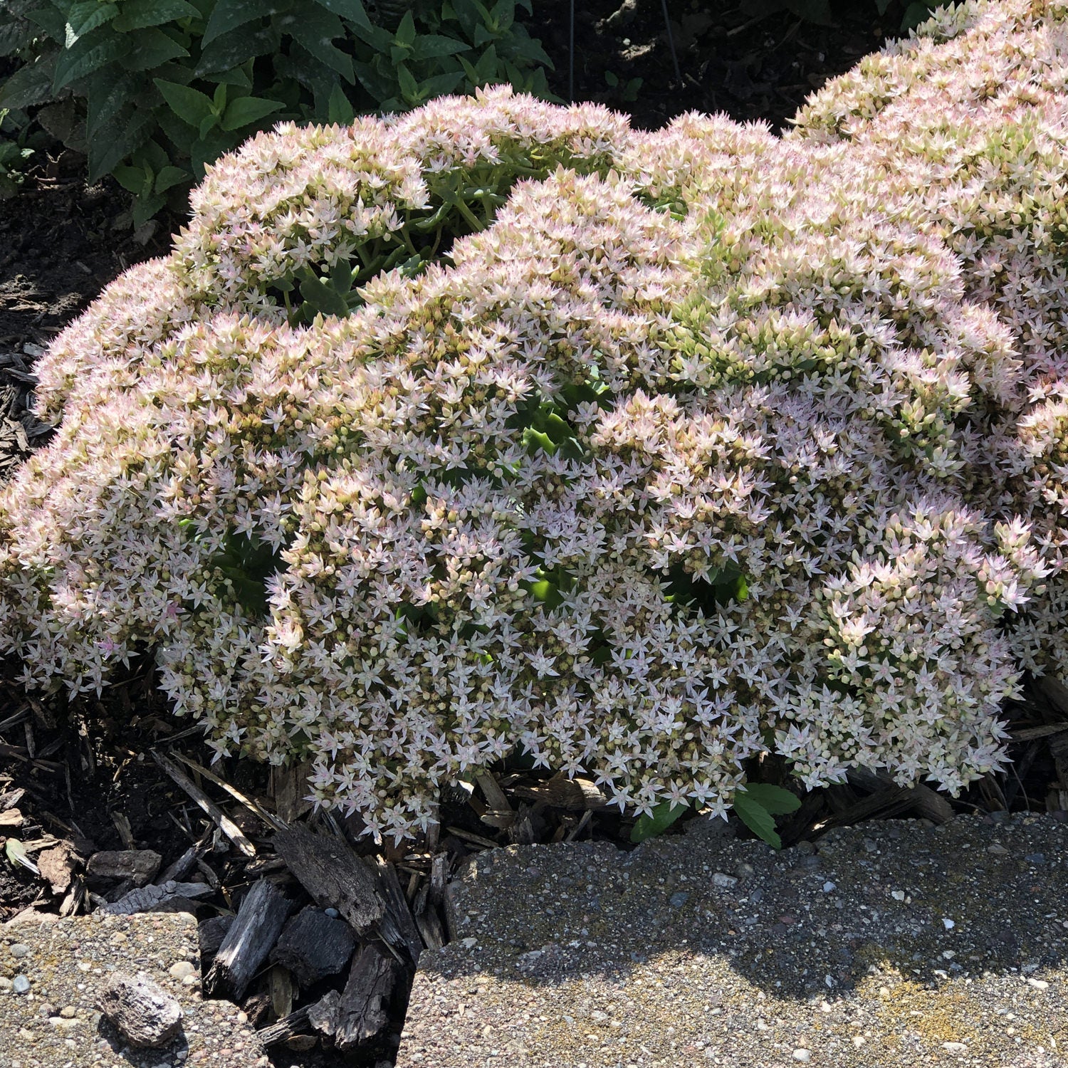 Rock 'N Round® 'Bundle of Joy' Stonecrop (Sedum) - Photo Property of Garden Crossings LLC