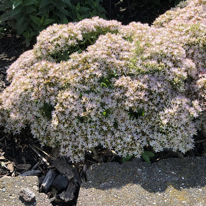 Rock 'N Round® 'Bundle of Joy' Stonecrop (Sedum) - Photo Property of Garden Crossings LLC