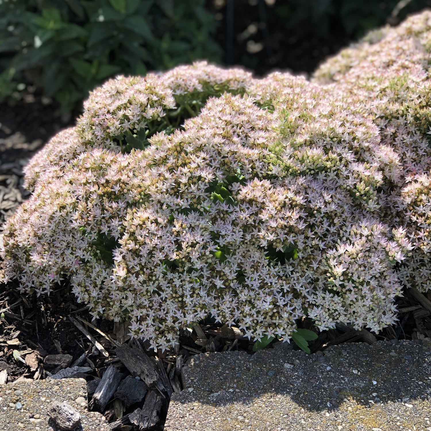 Rock 'N Round® 'Bundle of Joy' Stonecrop (Sedum) - Photo Property of Garden Crossings LLC