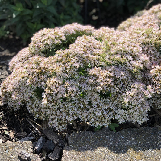 A dense cluster of pale pink, star-shaped flowers from the drought-tolerant Rock 'N Round® 'Bundle of Joy' Stonecrop (Sedum) grows low in a garden bed, surrounded by green foliage and wood mulch - Photo Property of Garden Crossings LLC.