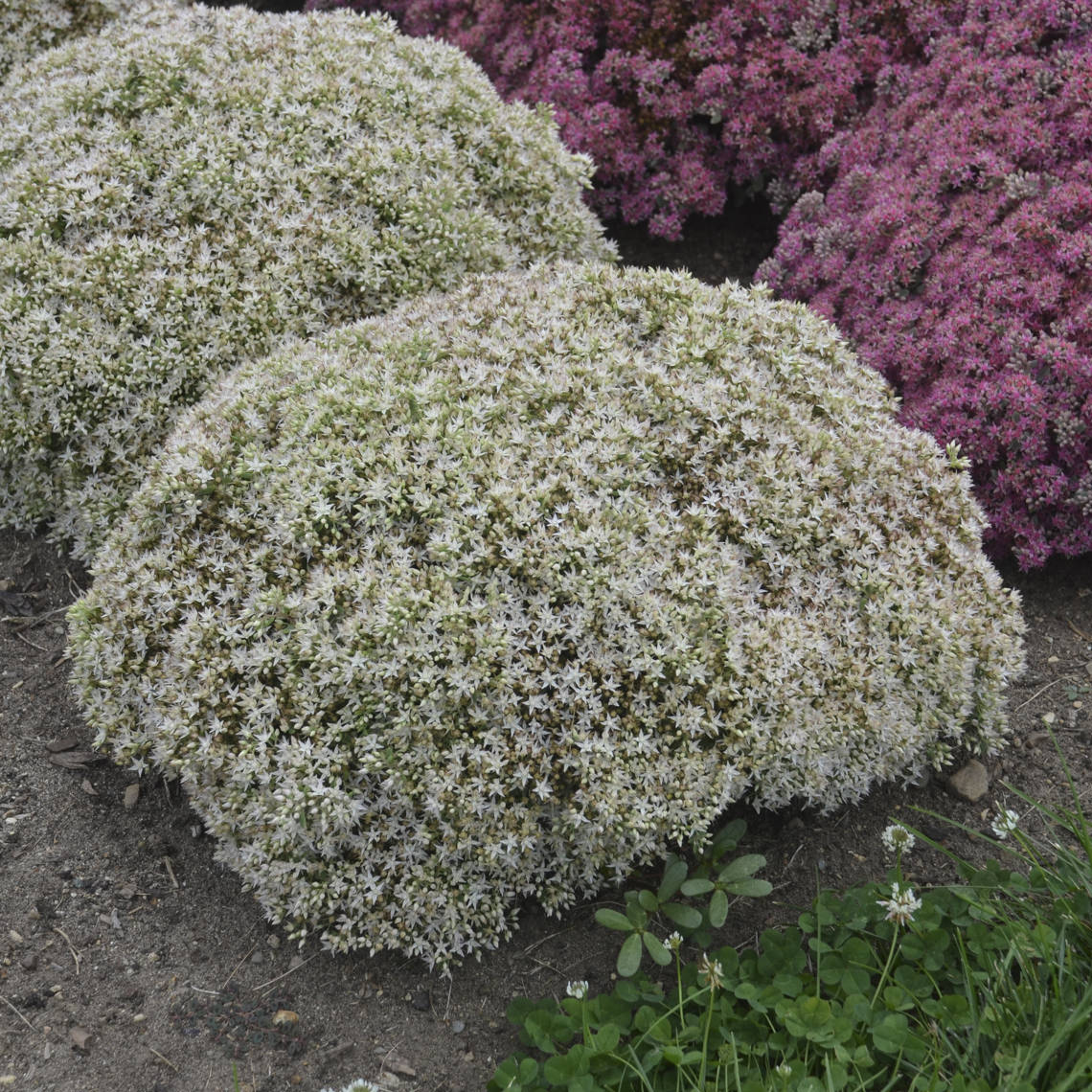 Rock 'N Round® 'Bundle of Joy' Stonecrop (Sedum) - Photo Courtesy of Walters Gardens, Inc.