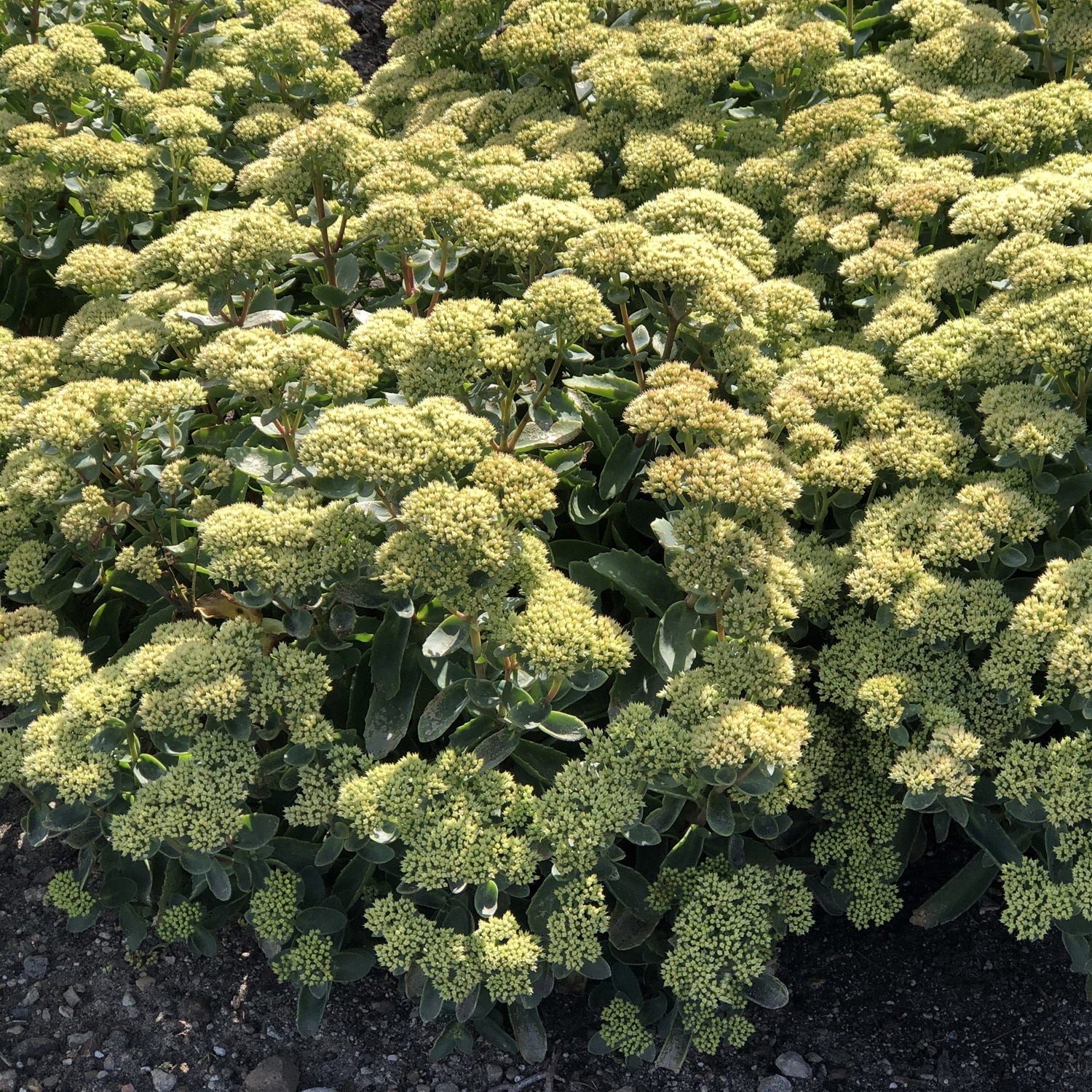 lemon jade sedum plant Rock 'N Grow® 'Lemonjade' Stonecrop (Sedum)