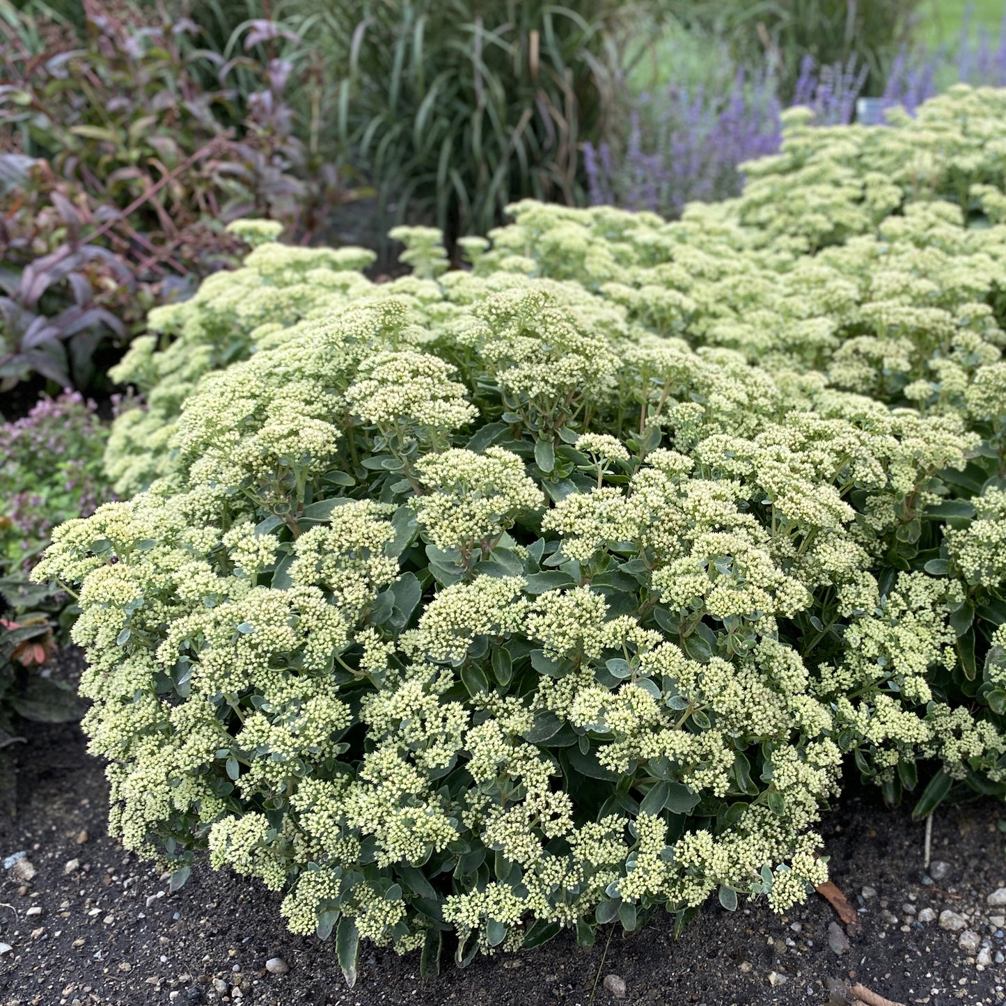 Rock 'N Grow® 'Lemonjade' Stonecrop (Sedum) - Photo Property of Garden Crossings LLC