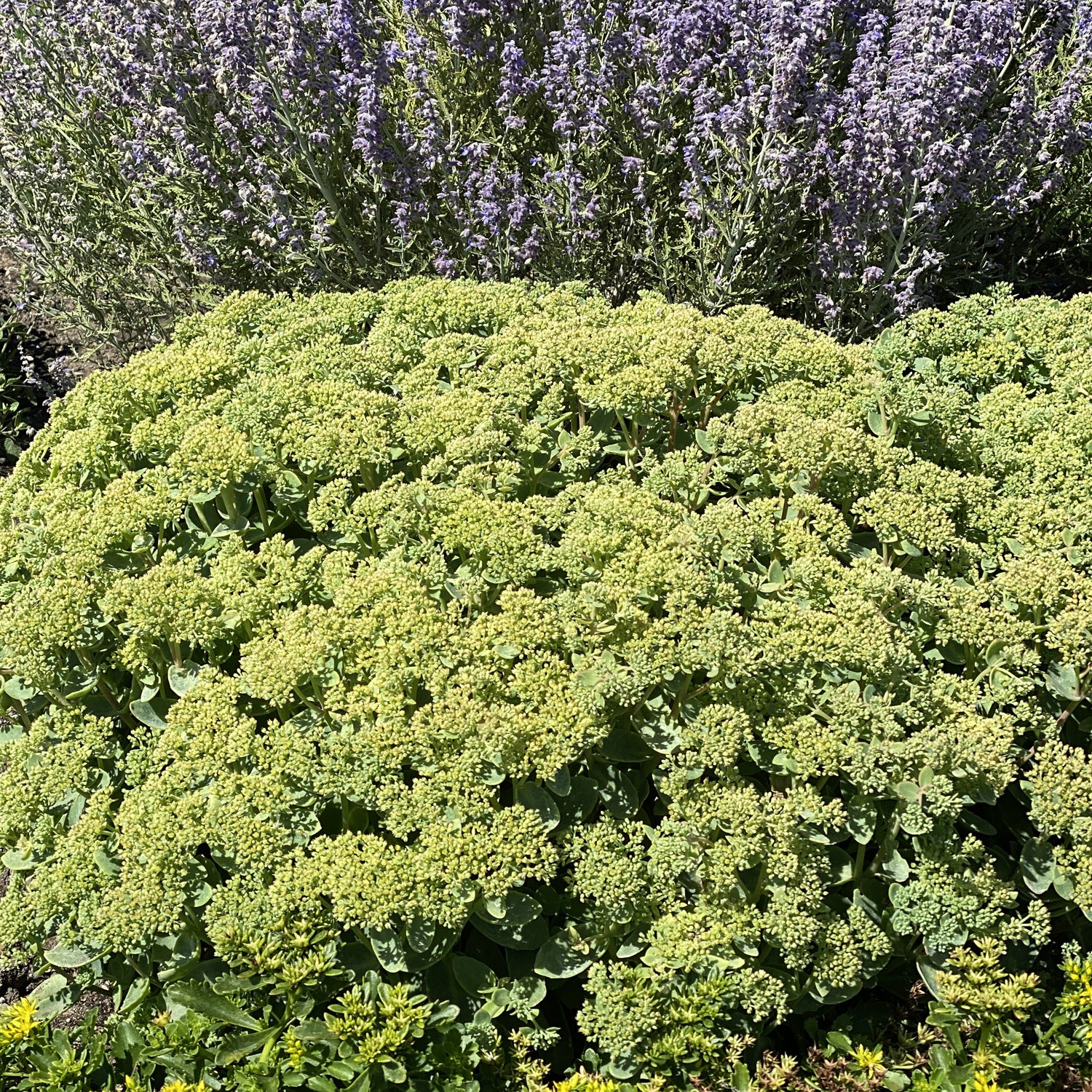 Rock 'N Grow® 'Lemonjade' Stonecrop (Sedum) - Photo Property of Garden Crossings LLC