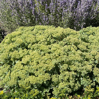 Rock 'N Grow® 'Lemonjade' Stonecrop (Sedum) - Photo Property of Garden Crossings LLC