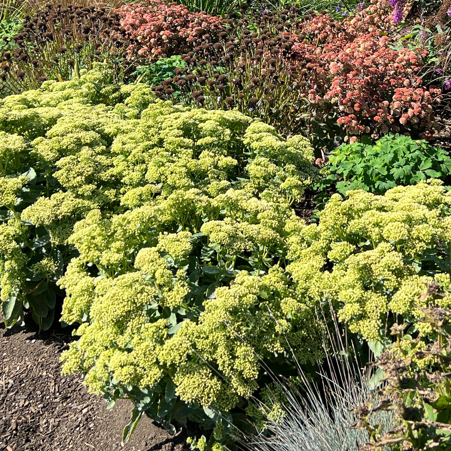 Rock 'N Grow® 'Lemonjade' Stonecrop (Sedum) - Photo Property of Garden Crossings LLC
