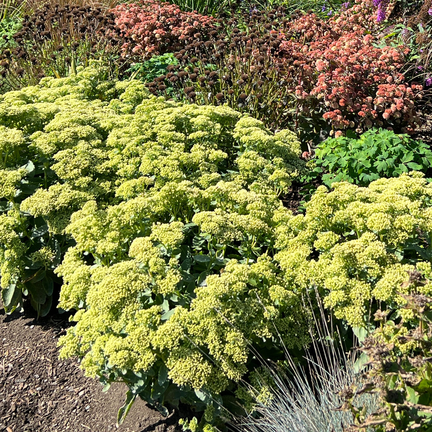 Rock 'N Grow® 'Lemonjade' Stonecrop (Sedum) - Photo Property of Garden Crossings LLC