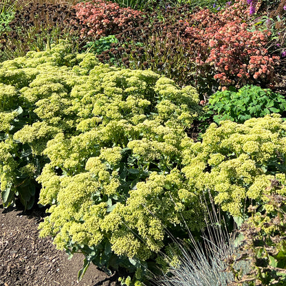 Rock 'N Grow® 'Lemonjade' Stonecrop (Sedum) - Photo Property of Garden Crossings LLC