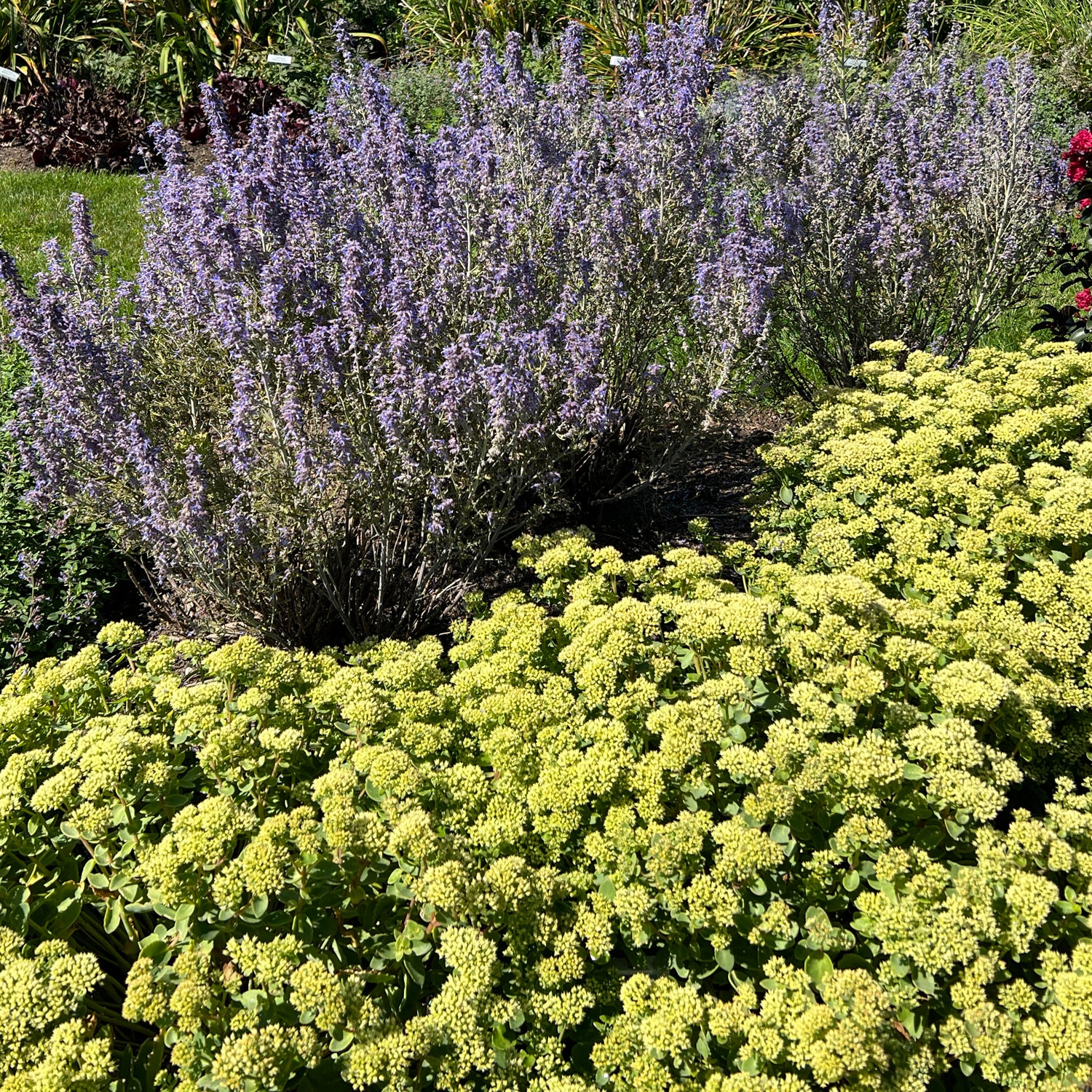 Rock 'N Grow® 'Lemonjade' Stonecrop (Sedum) - Photo Property of Garden Crossings LLC