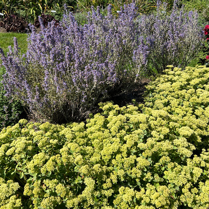 Rock 'N Grow® 'Lemonjade' Stonecrop (Sedum) - Photo Property of Garden Crossings LLC
