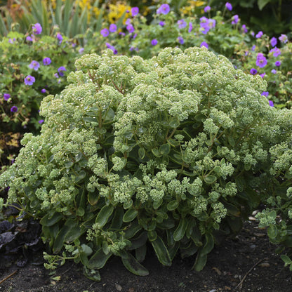 Rock 'N Grow® 'Lemonjade' Stonecrop (Sedum) - Photo Courtesy of Walters Gardens, Inc.