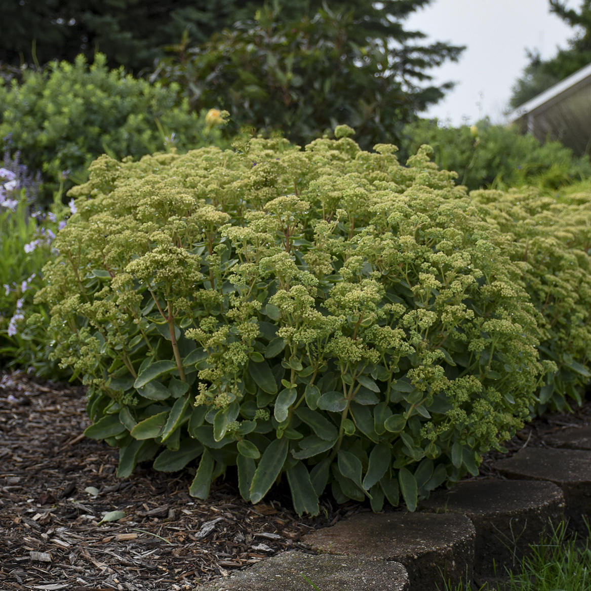 Rock 'N Grow® 'Lemonjade' Stonecrop (Sedum) - Photo Courtesy of Walters Gardens, Inc.