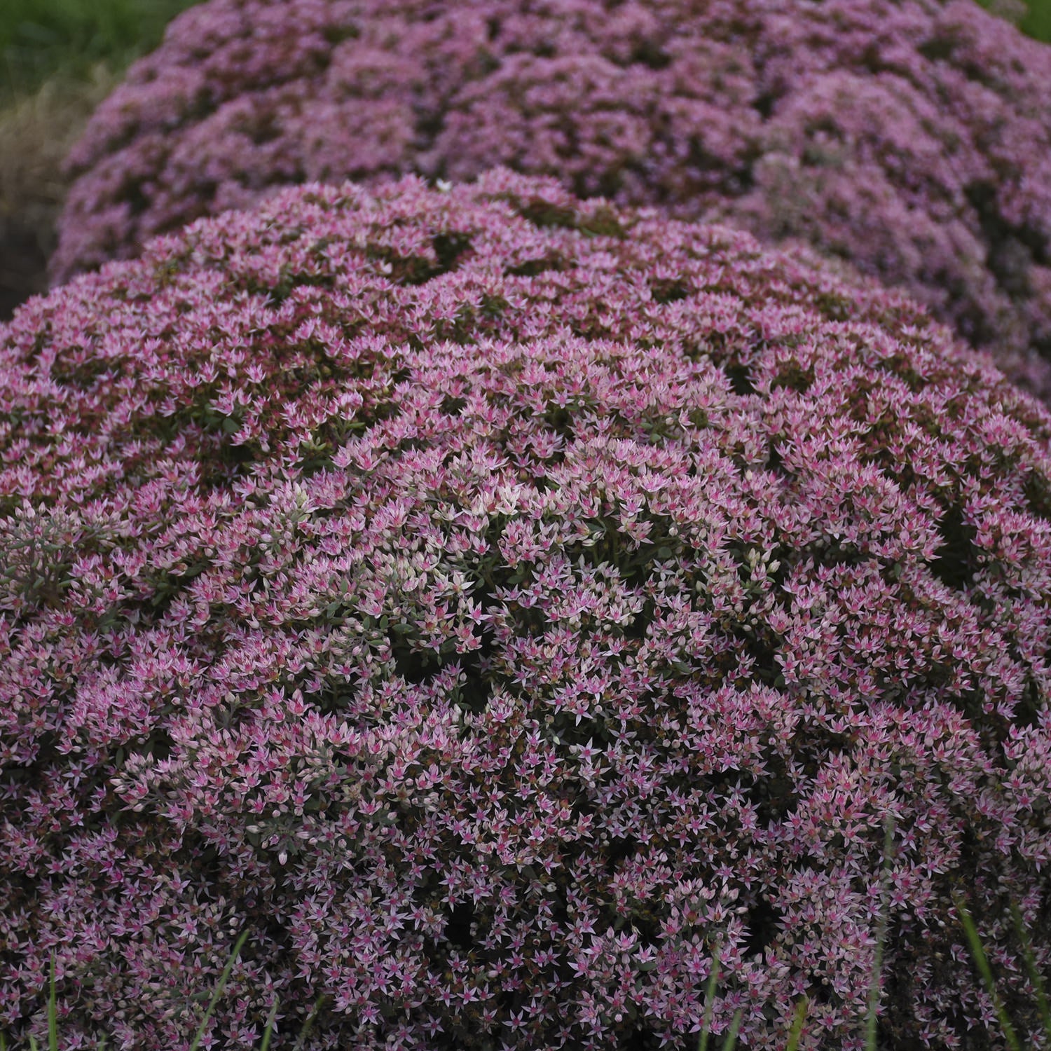 Rock 'N Round® 'Pride and Joy' Stonecrop (Sedum) - Photo Courtesy of Walters Gardens, Inc.