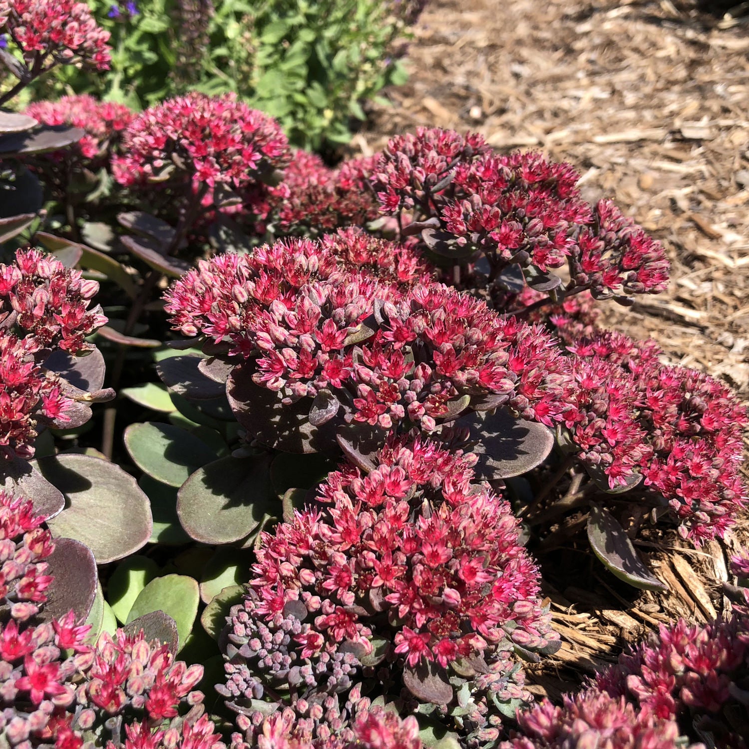 Clusters of bright pinkish-red flowers from the drought-tolerant Rock 'N Round® 'Superstar' Stonecrop (Sedum), with dark green and purple foliage, bloom in a sunny garden bed surrounded by brown mulch and lush greenery - Photo Property of Garden Crossings LLC.