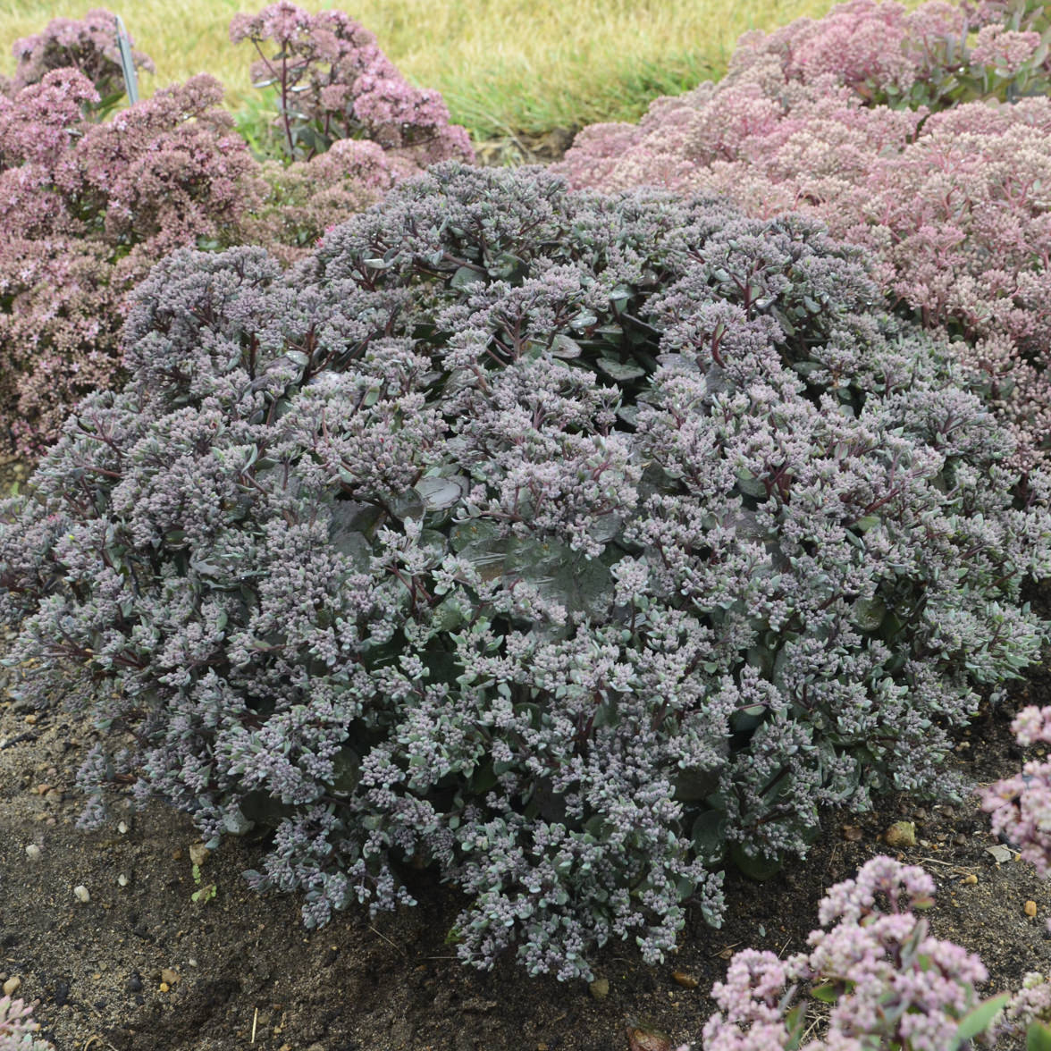 A lush cluster of Rock 'N Round® 'Superstar' Stonecrop (Sedum), a drought-tolerant perennial with purple-pink flower clusters and dark green leaves, grows in a garden with grass - Photo Courtesy of Walters Gardens, Inc.