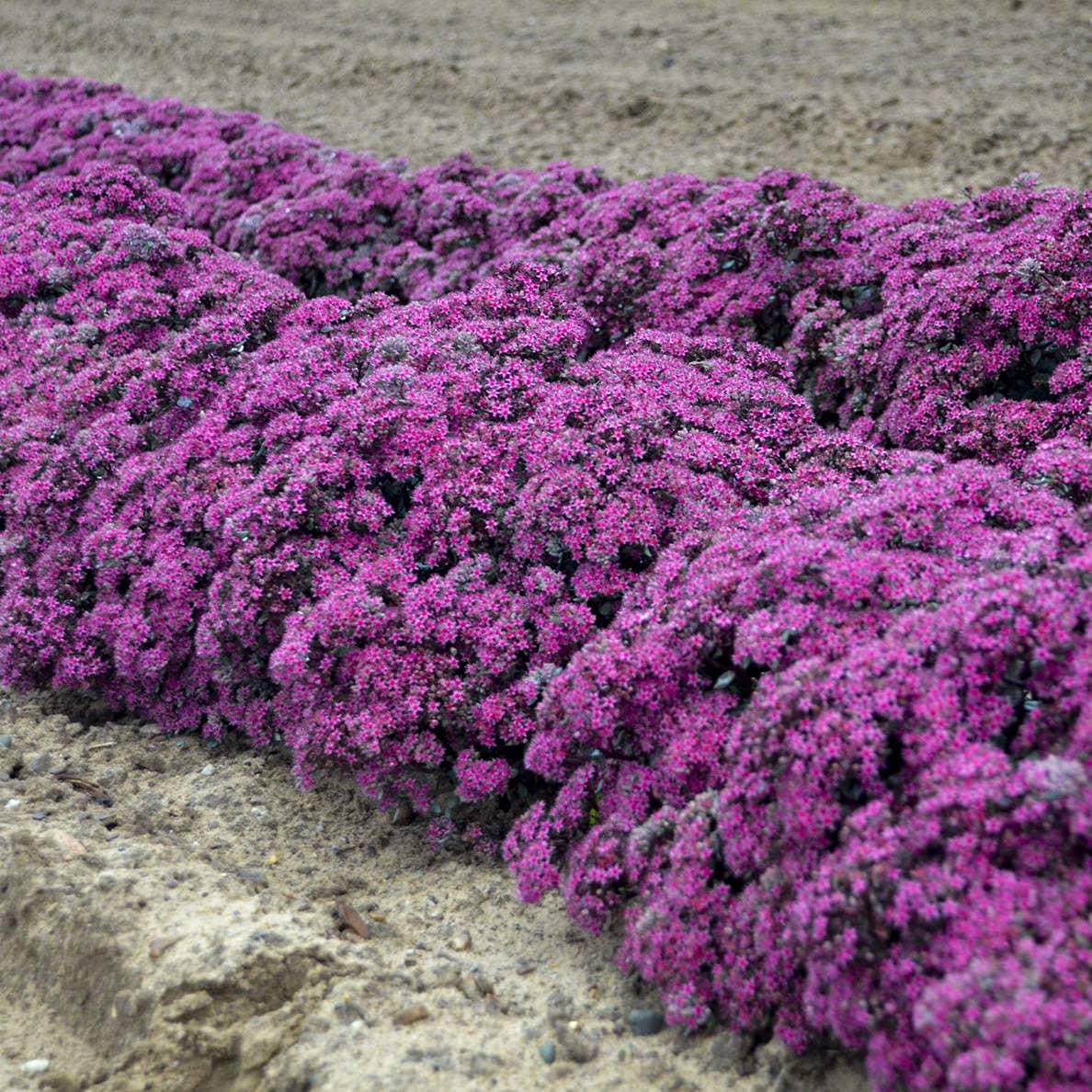 Rows of vibrant purple flowers from Rock 'N Round® 'Superstar' Stonecrop (Sedum) bloom in dense clusters on dry, sandy soil - Photo Courtesy of Walters Gardens, Inc.