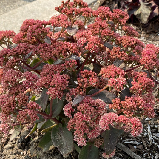 A dense cluster of Rock 'N Grow® 'Tiramisu' Stonecrop (Sedum), a drought-tolerant succulent with thick green leaves and many small pinkish-red flowers, thrives outdoors in soil, its vibrant blossoms highlighted by sunlight - Photo Property of Garden Crossings LLC.