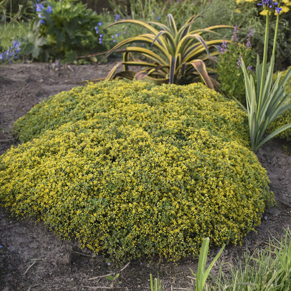 Rock 'N Low® 'Yellow Brick Road' Stonecrop (Sedum) - Photo Courtesy of Walters Gardens, Inc.
