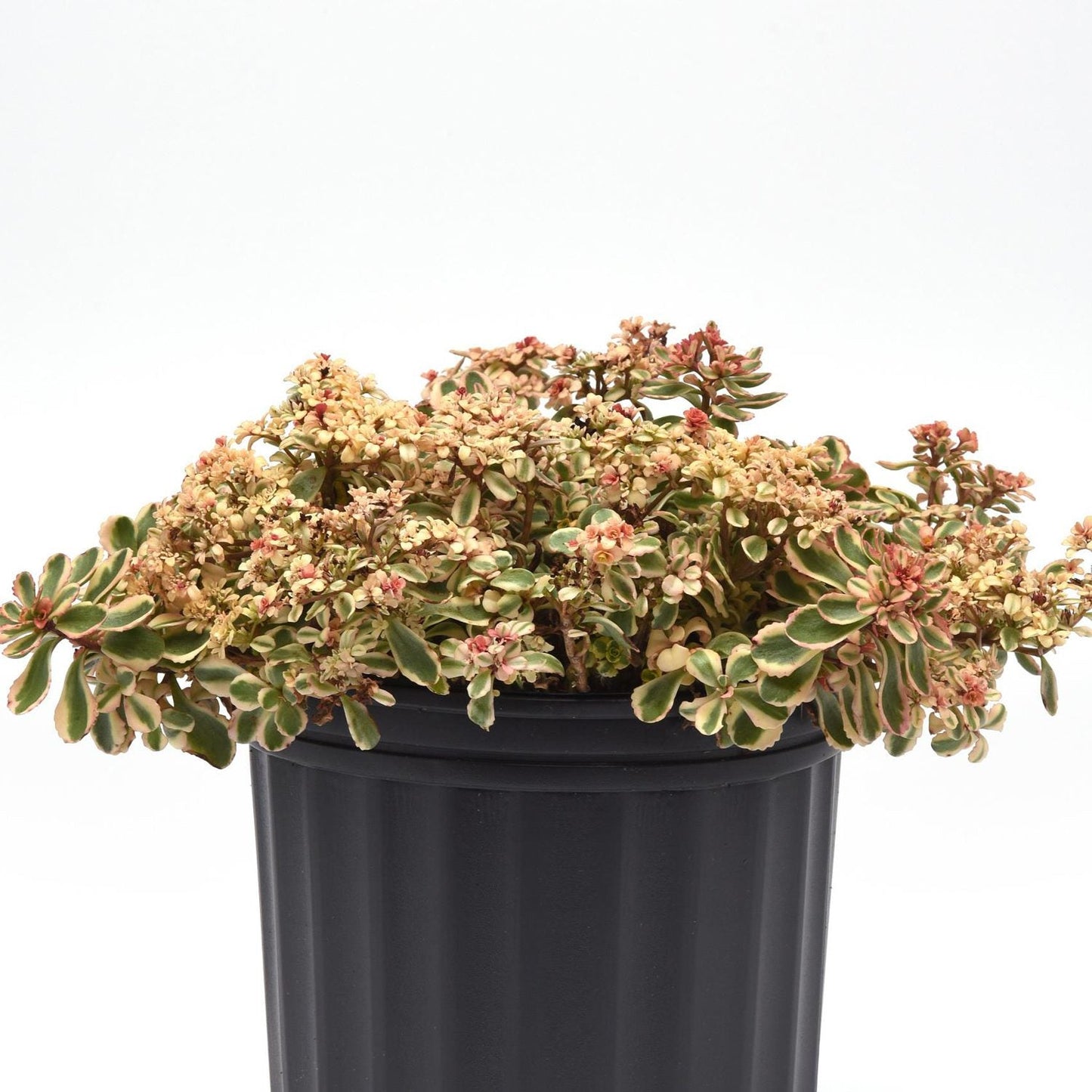 The What a Doozie Stonecrop (Sedum) is a drought-tolerant perennial with small, variegated green and cream leaves and clusters of tiny pinkish flowers, presented in a black plastic pot against a plain white background - Photo Courtesy of Ball Horticulture, Inc. Decorative pot not included.