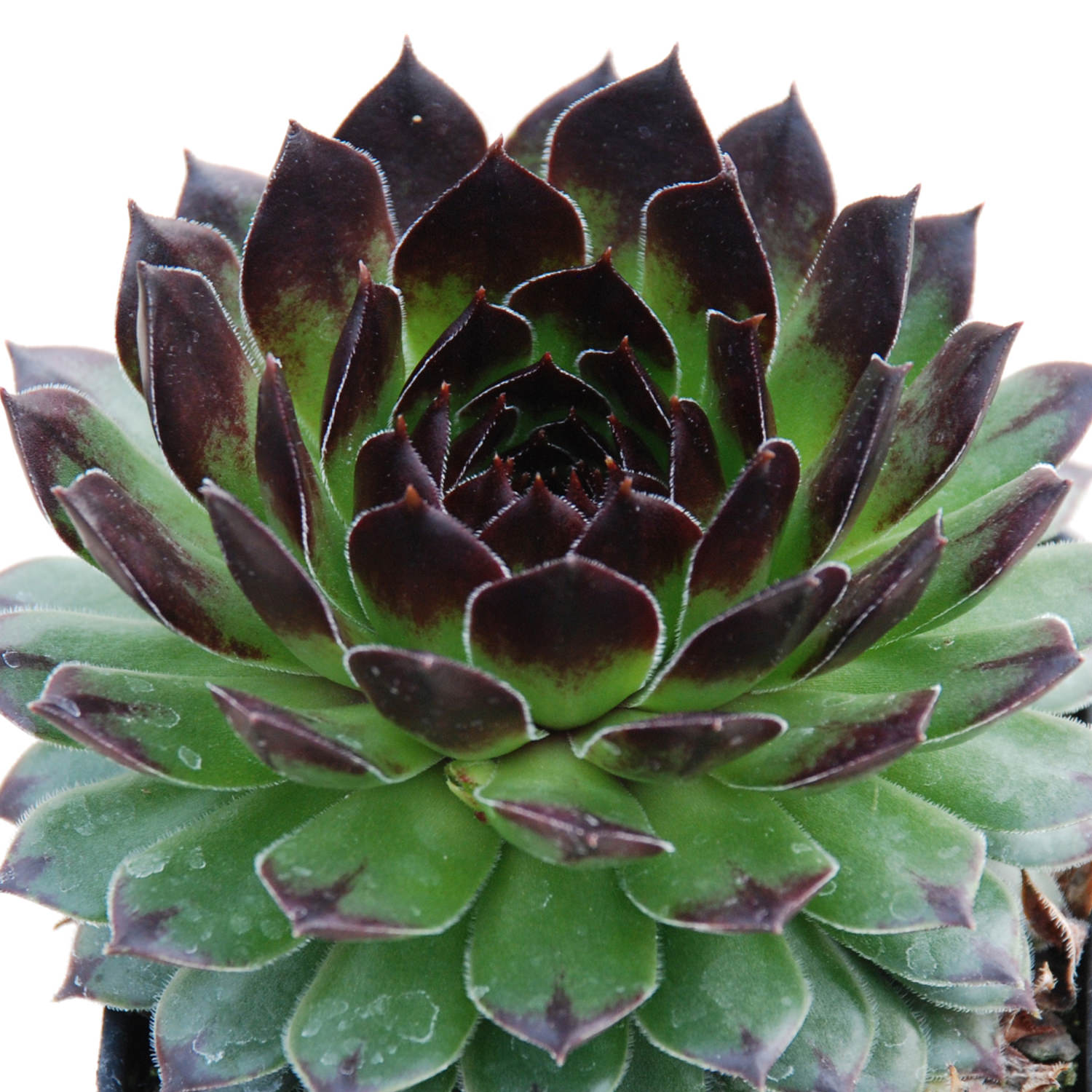 Chick Charms® Appletini™ Hens & Chicks (Sempervivum) - Photo Courtesy of Garden Solutions