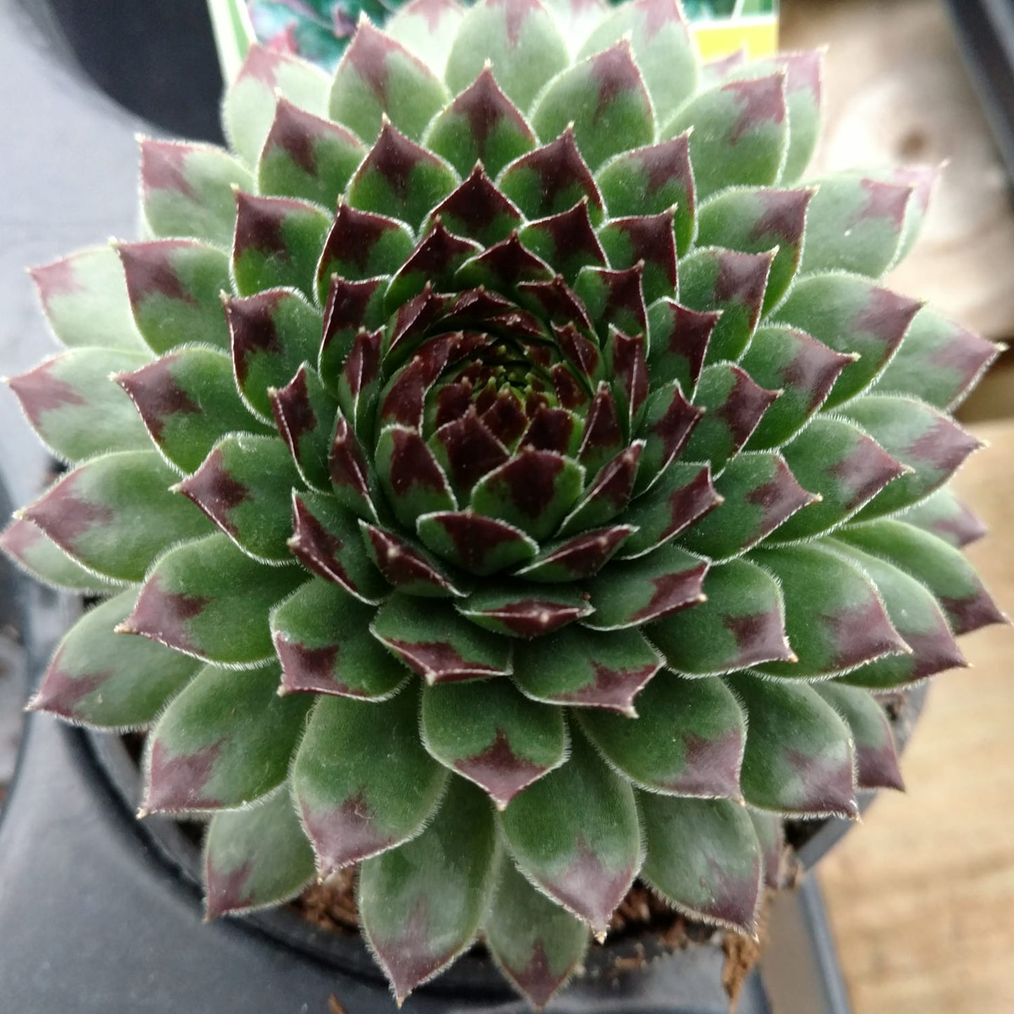 Chick Charms® Appletini™ Hens & Chicks (Sempervivum) - Photo Property of Garden Crossings LLC