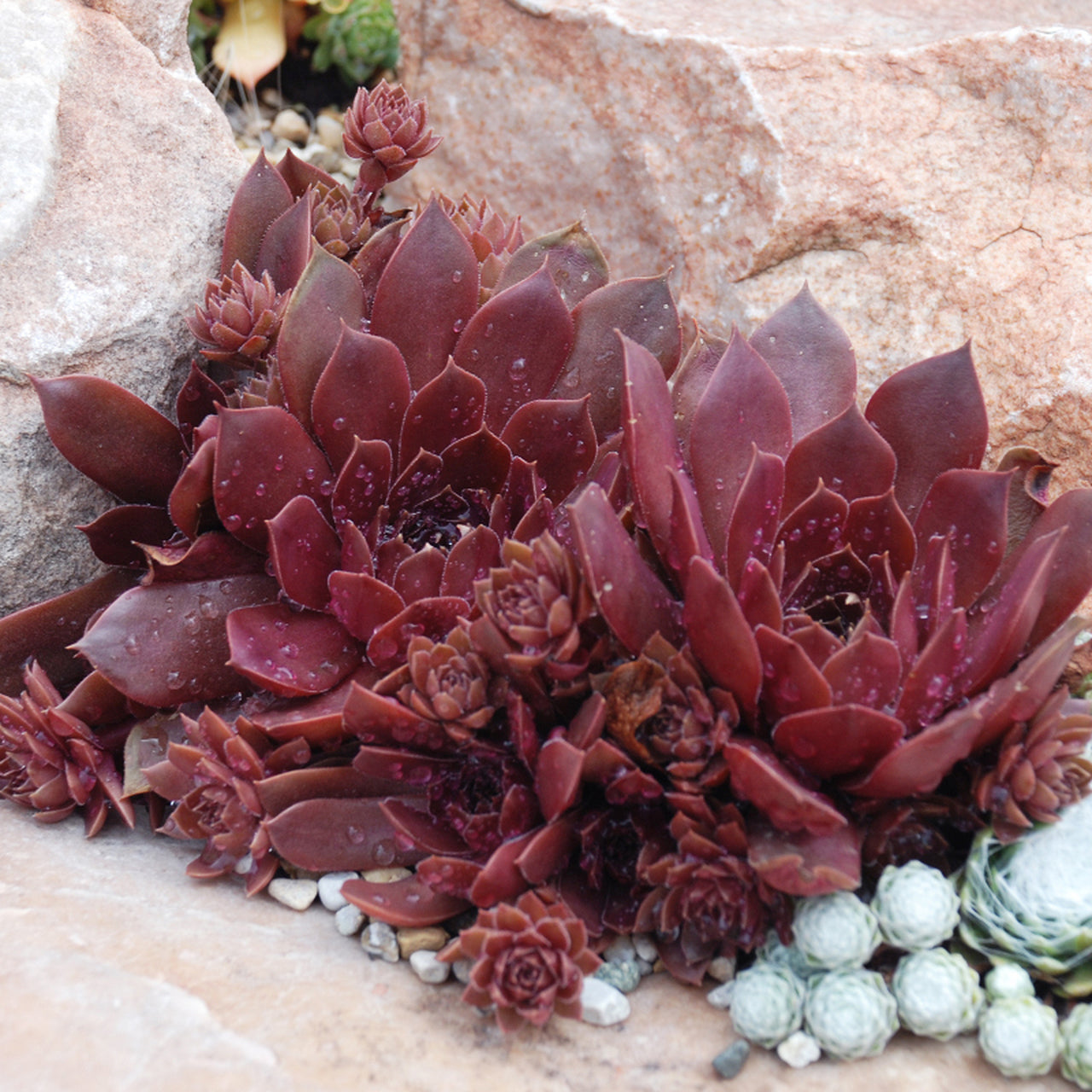 Chick Charms® Chocolate Kiss™ Hens & Chicks (Sempervivum) - Photo Courtesy of Garden Solutions