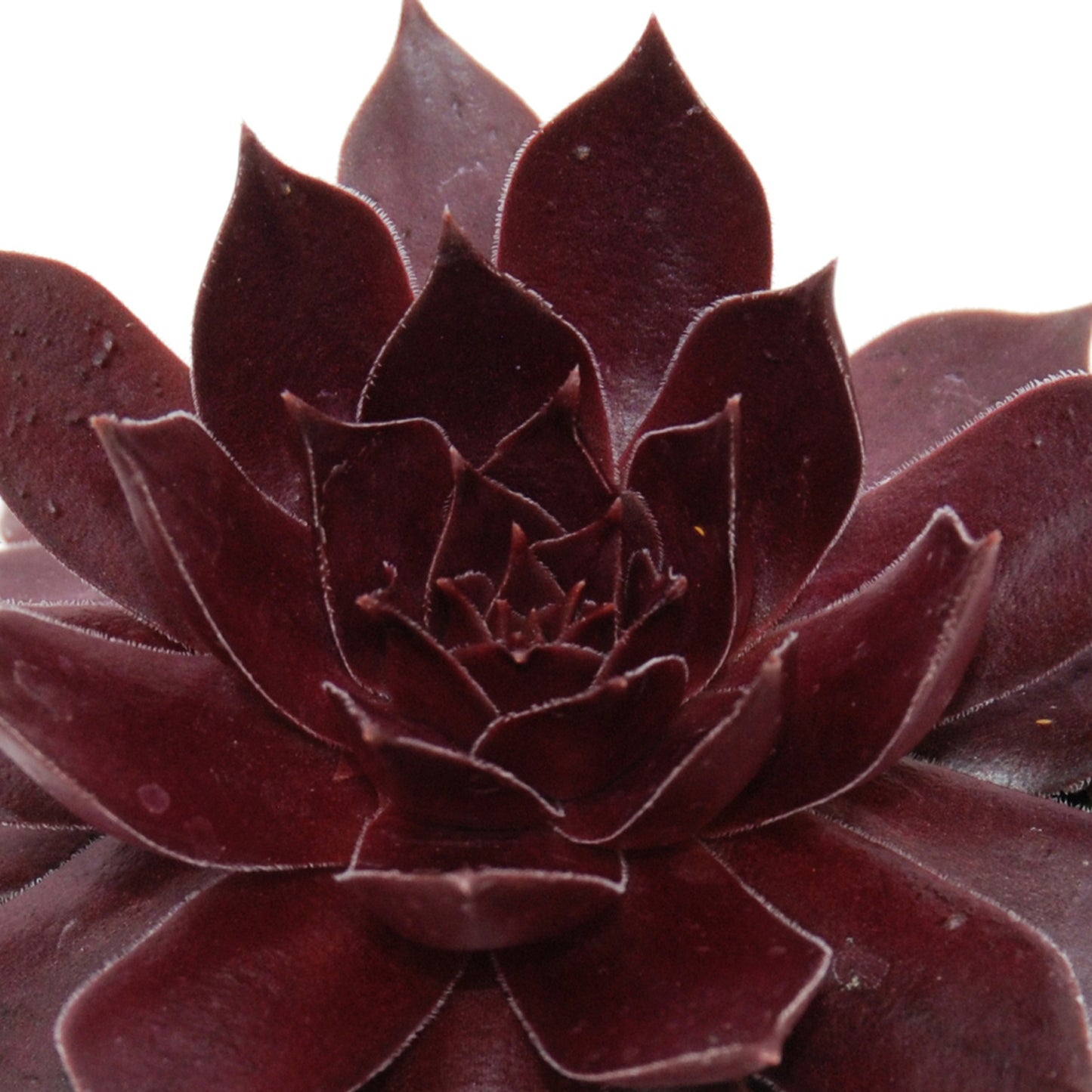 Chick Charms® Chocolate Kiss™ Hens & Chicks (Sempervivum) - Photo Courtesy of Garden Solutions
