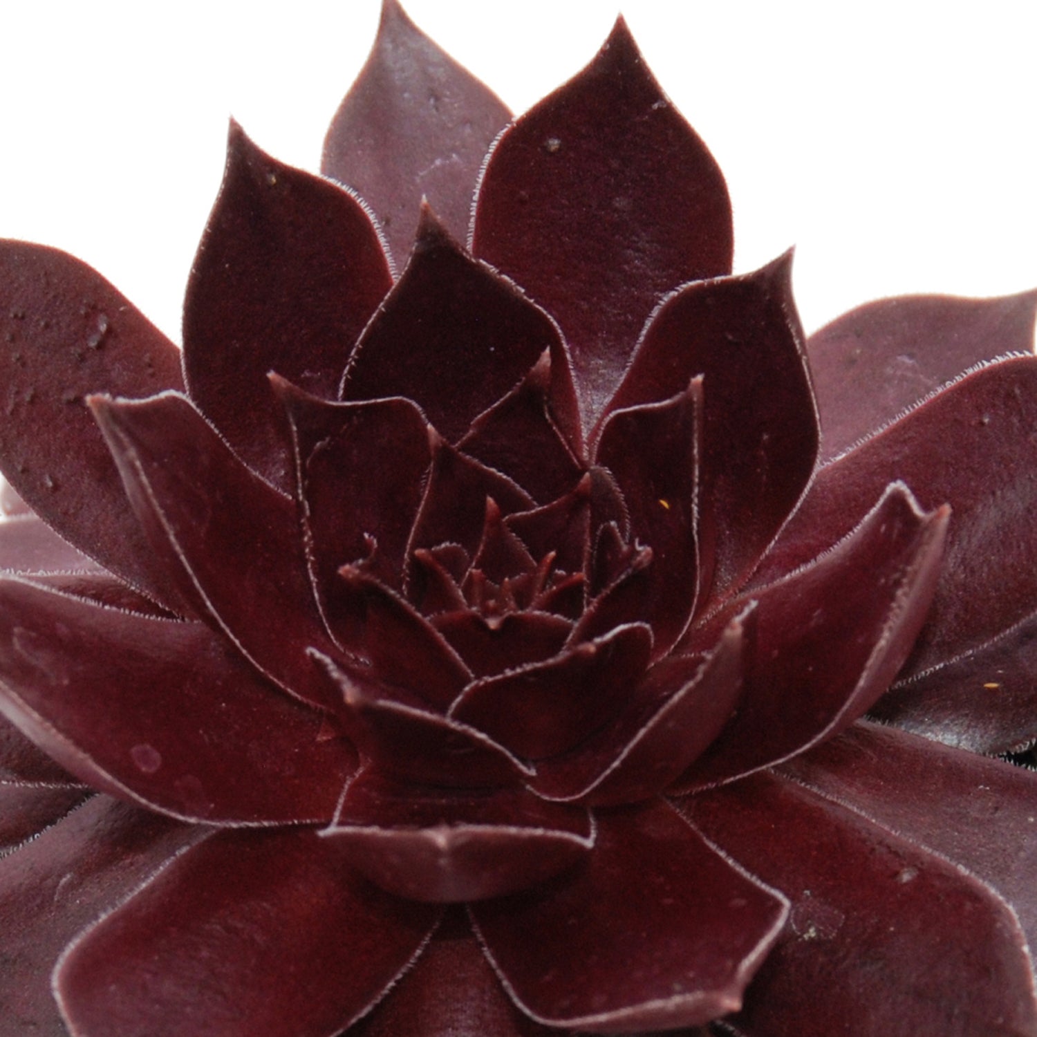 Chick Charms® Chocolate Kiss™ Hens & Chicks (Sempervivum) - Photo Courtesy of Garden Solutions