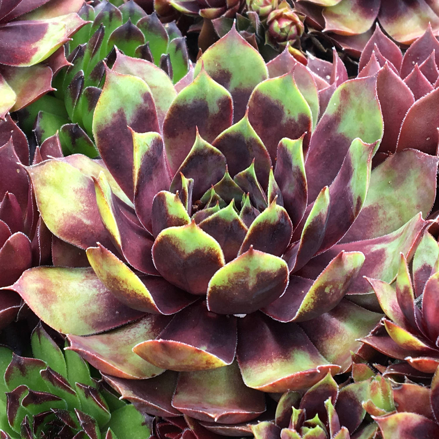 Chick Charms® Cranberry Cocktail™ Hens & Chicks (Sempervivum) - Photo Courtesy of Garden Solutions