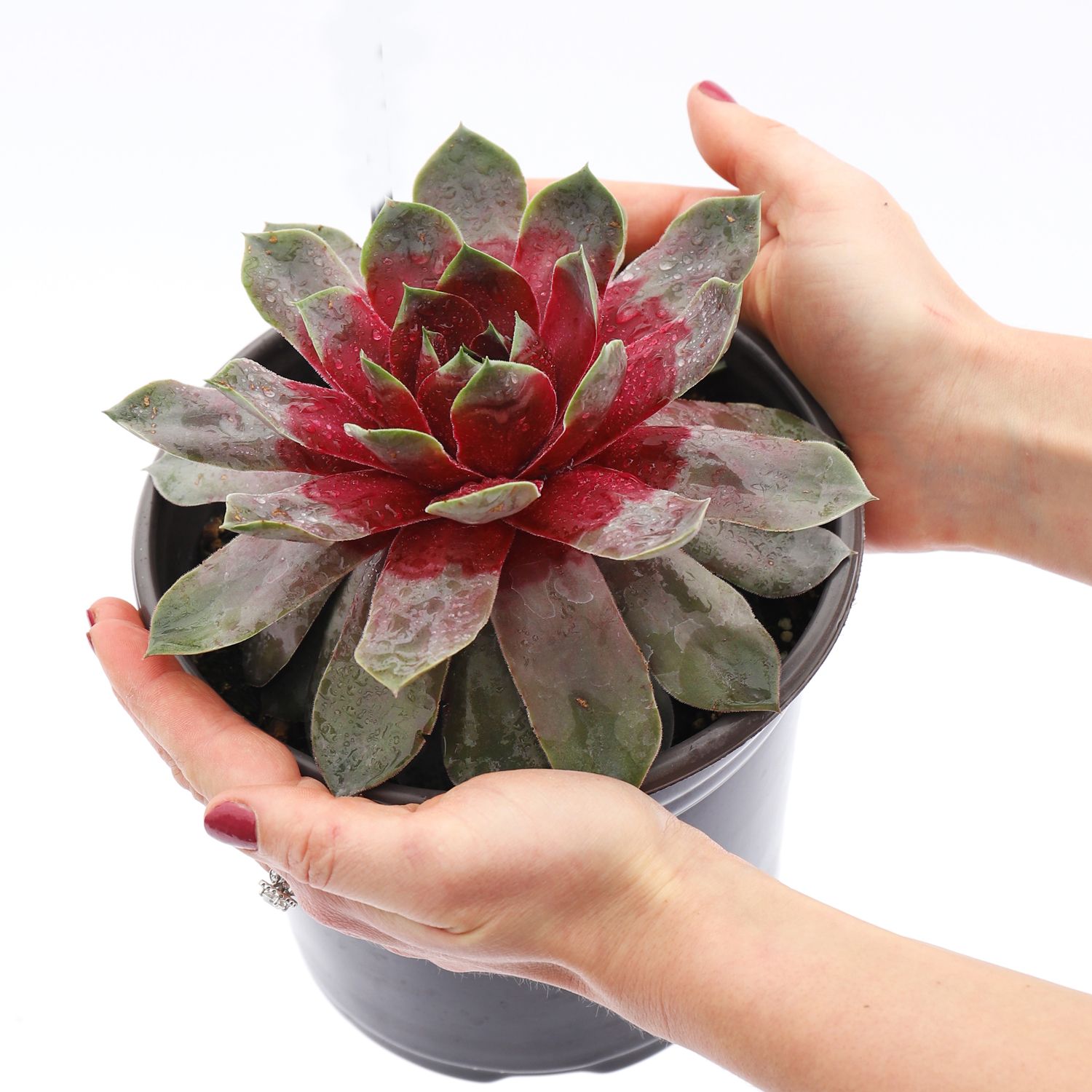 Chick Charms Hens & Chicks - Thumbnail 2