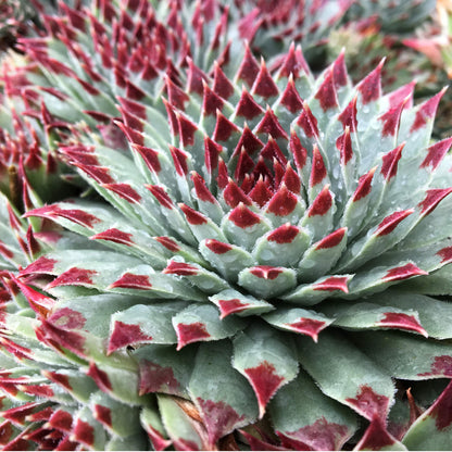 Chick Charms® Mint Marvel™ Hens & Chicks (Sempervivum) - Photo Courtesy of Garden Solutions