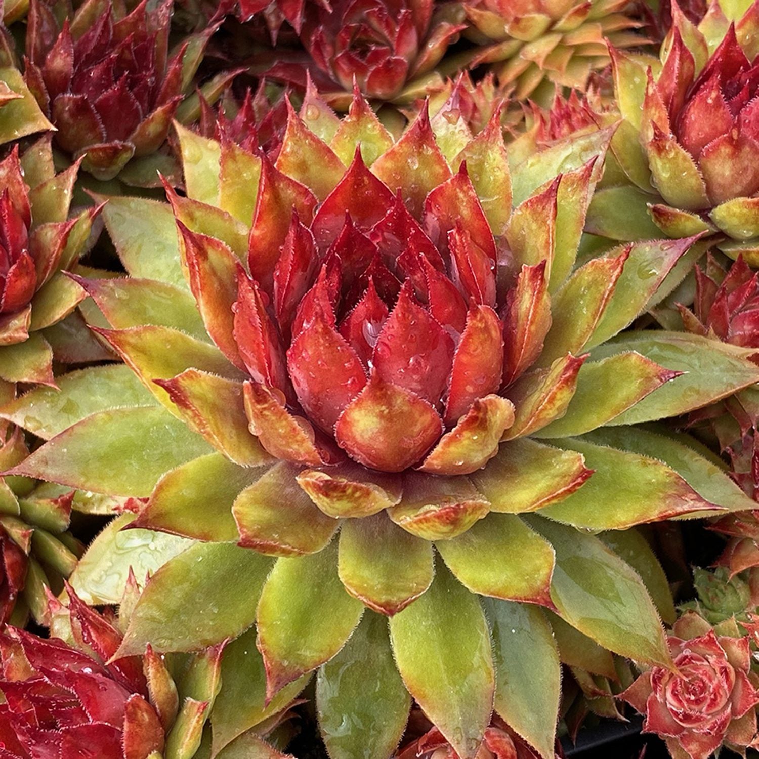 Chick Charms® Pineapple Paradise™ Hens & Chicks (Sempervivum) - Photo Courtesy of Garden Solutions